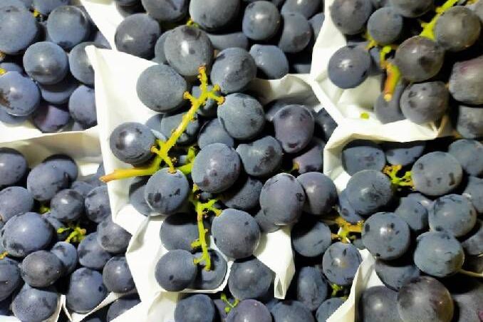 水果類-葡萄