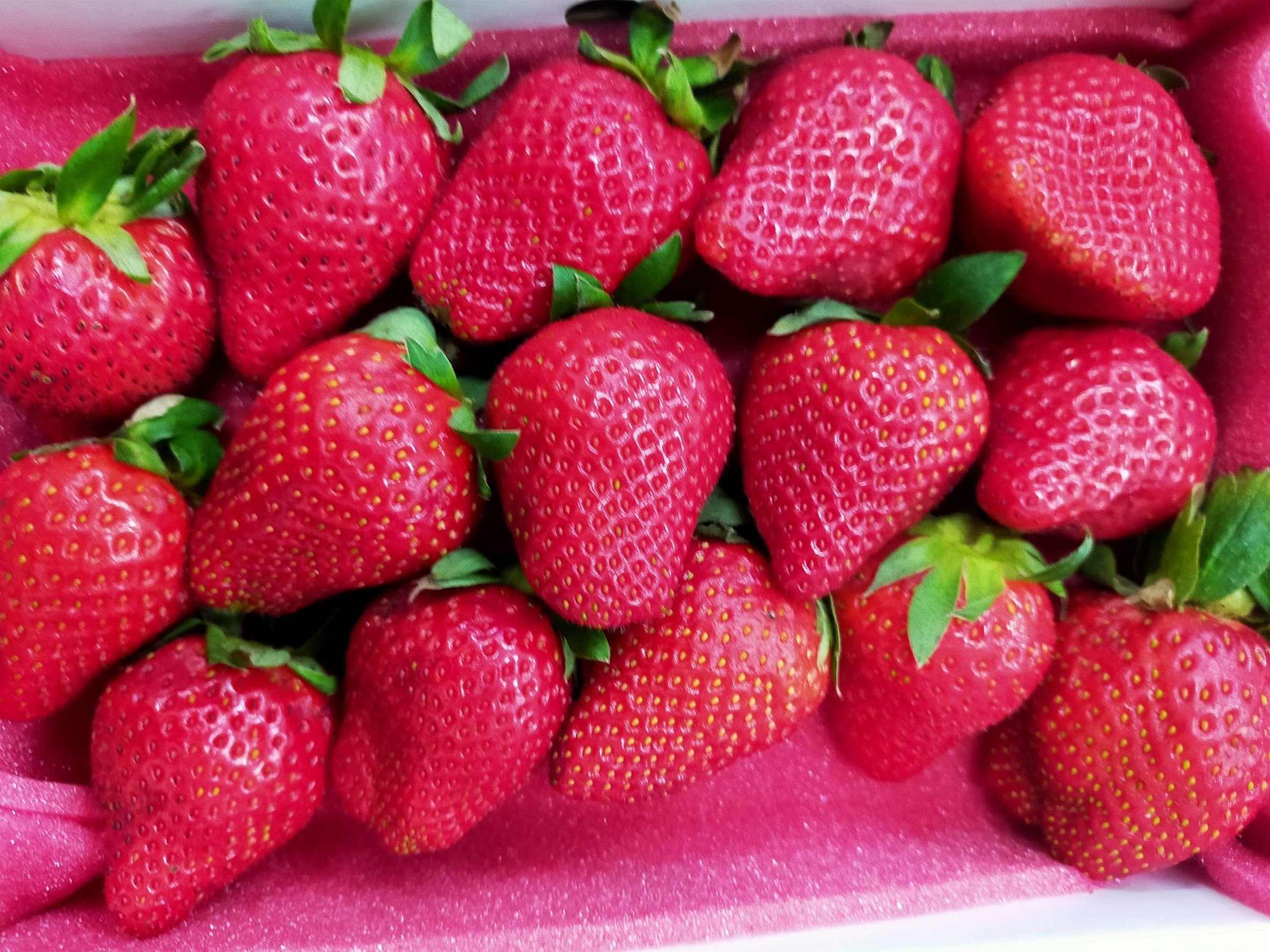 水果類-草莓