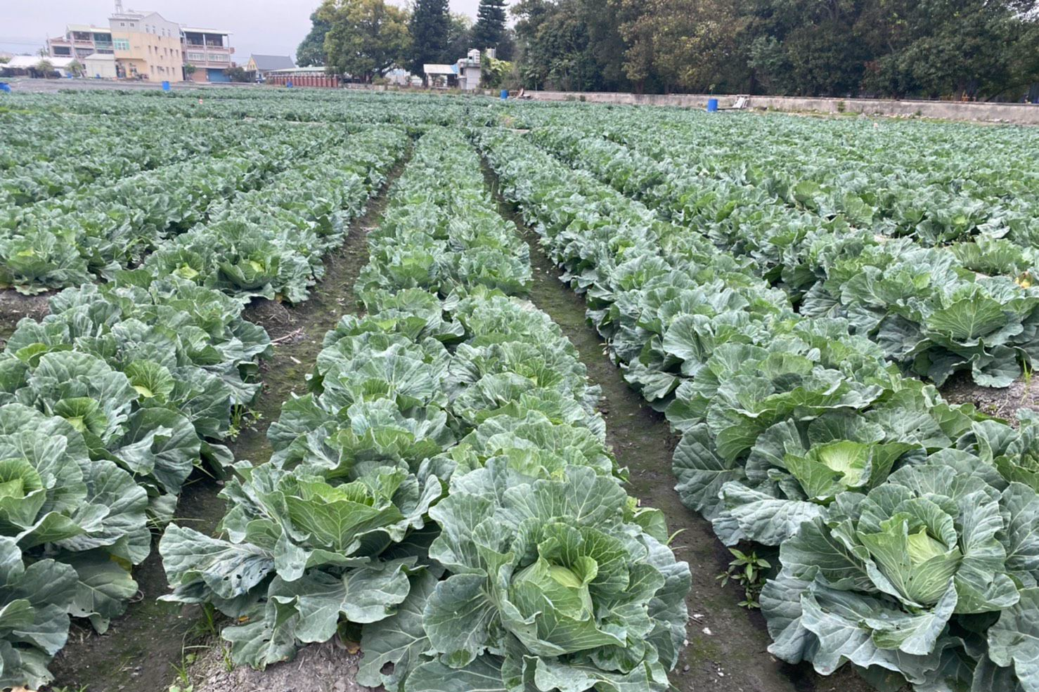 蔬菜_產地直銷