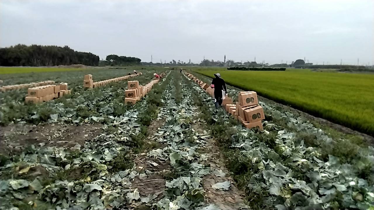 蔬菜_產地直銷