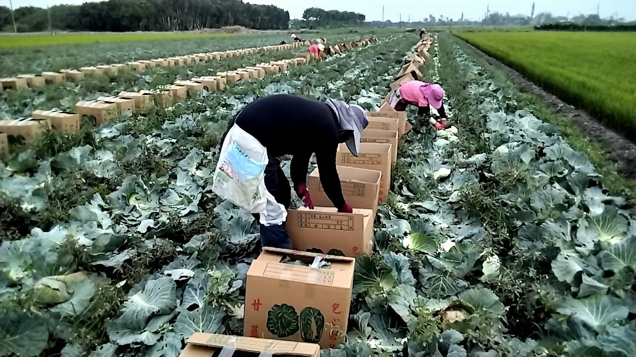 蔬菜_產地直銷